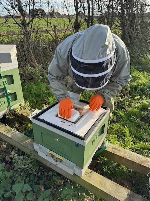 High-angle view of hive with fondant feeding pads