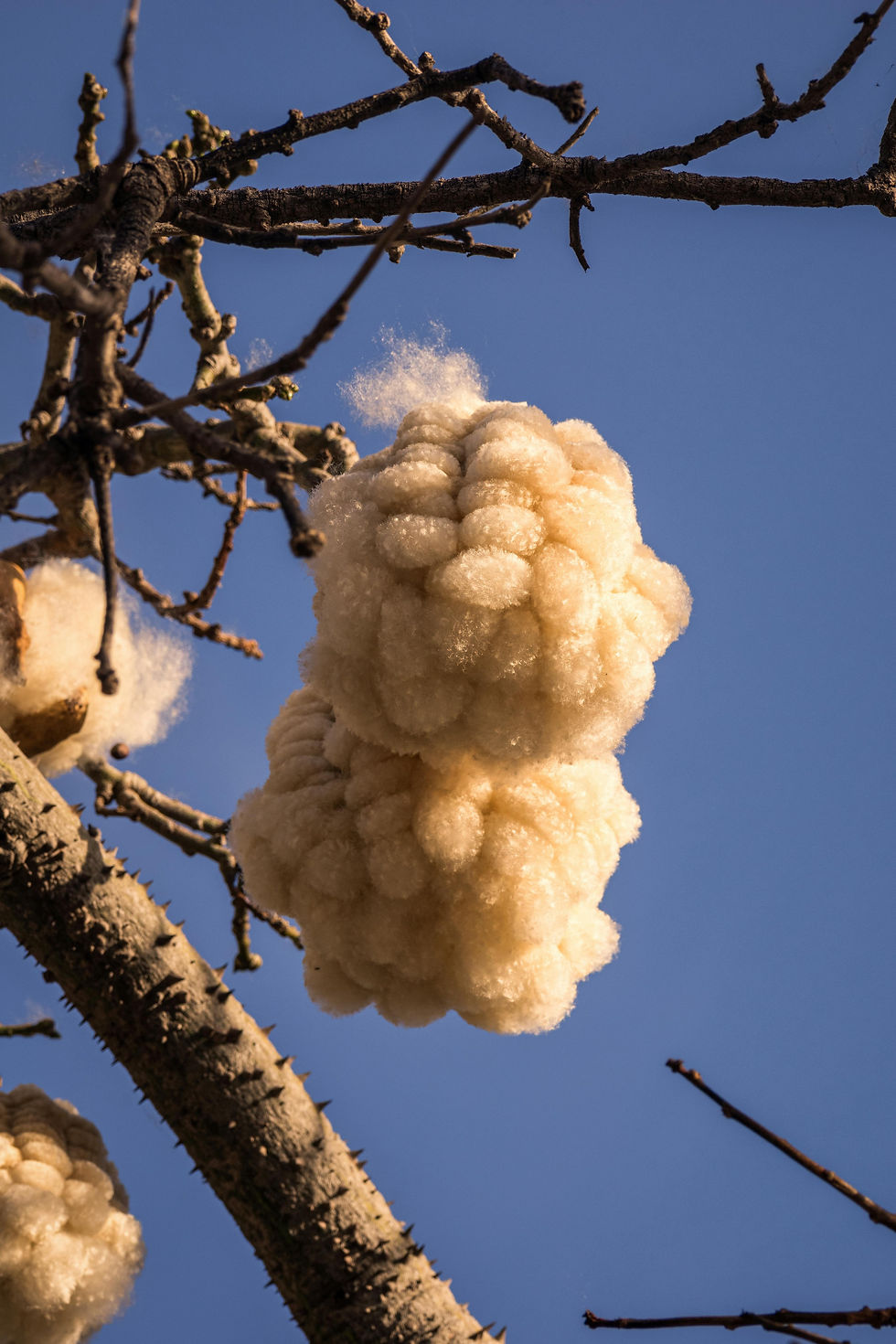 La fibre duveteuse issue du Kapokier peut aussi servir Ă fabriquer du textile