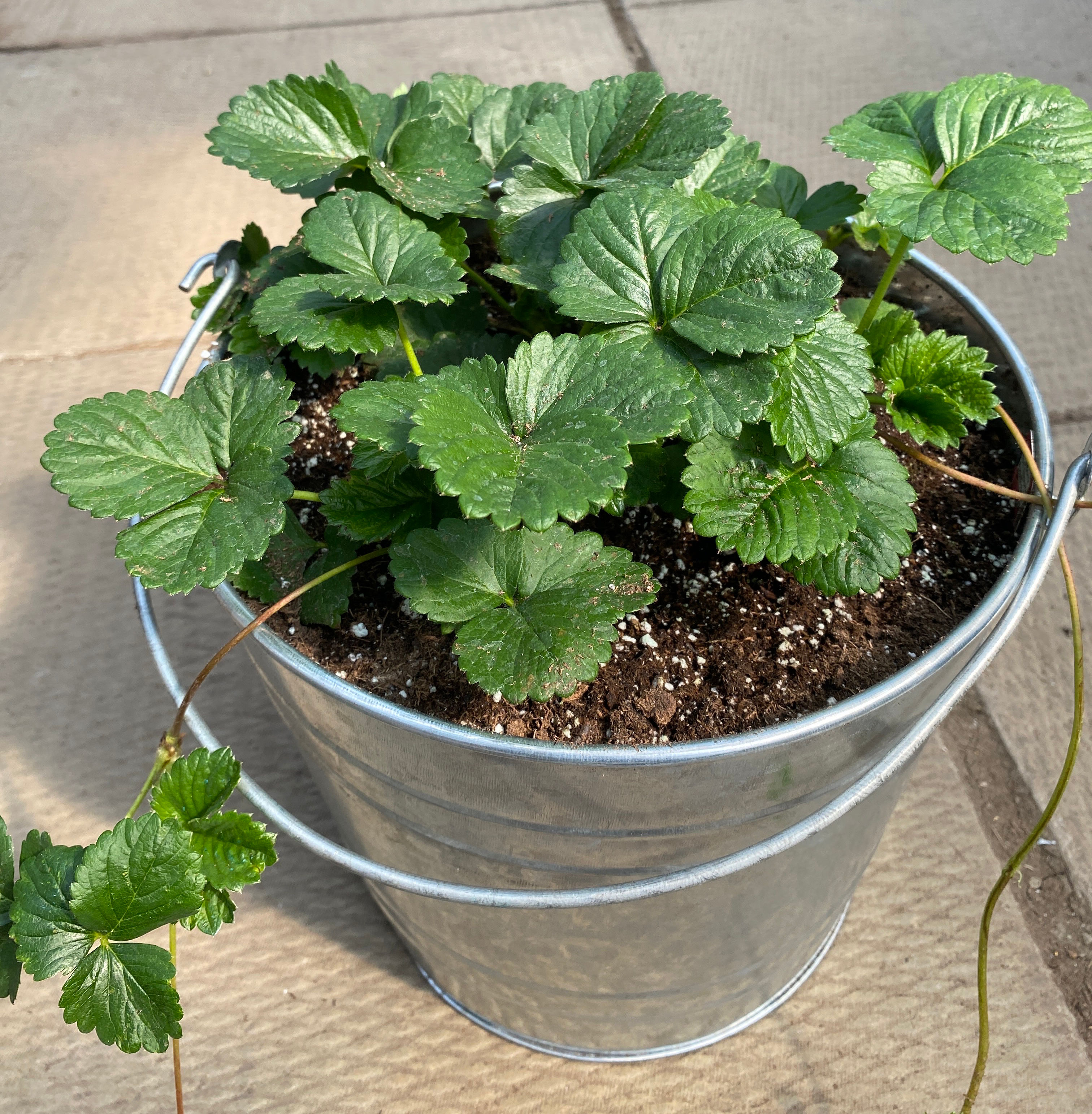 Strawberry Bucket Planter