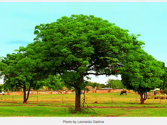 Growing Mango Trees to Educate Girls
