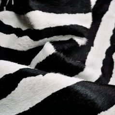 Zebra Safari Preta e Branca