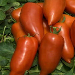 Tomates Andine cornue orange