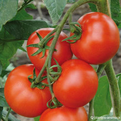 Tomates Hellfrucht