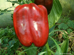 Poivrons rouges