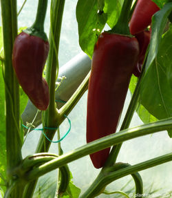 Piments d'Espelette