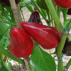 Poivrons Caviar calabrais