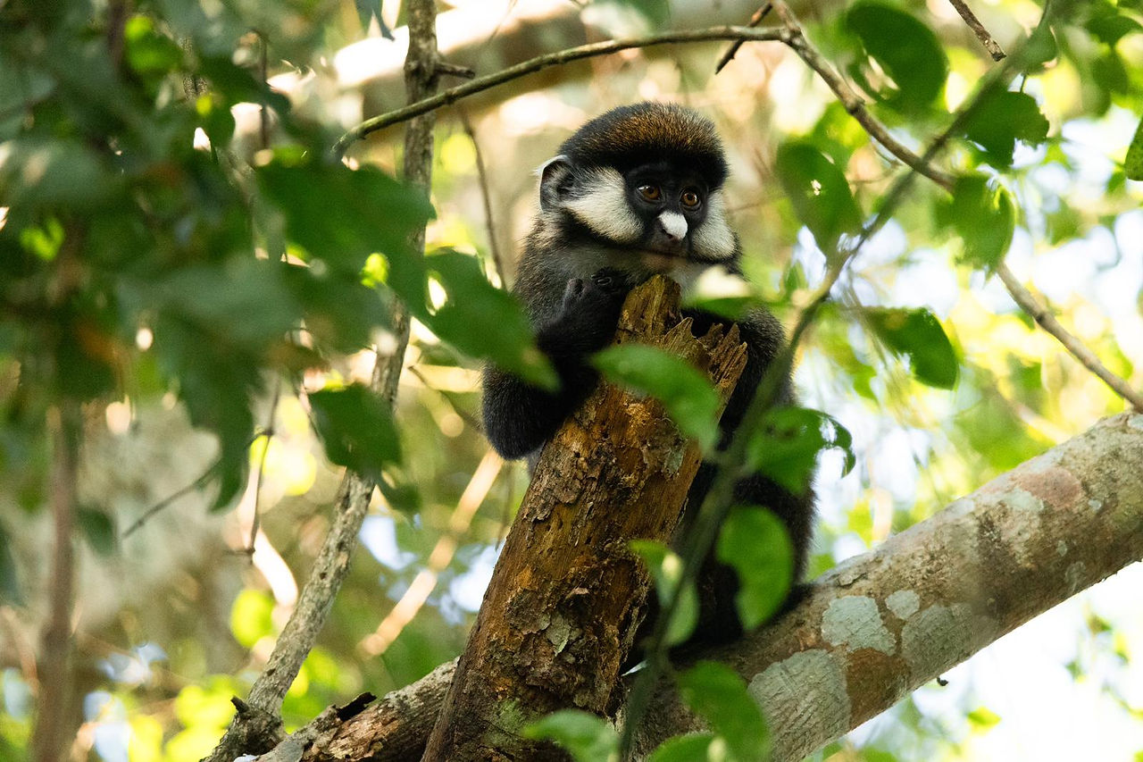 Red-tailed Monkey Baby Posing