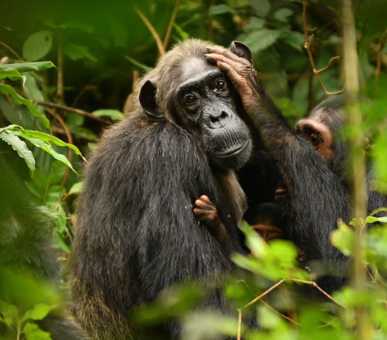 Chimpanzee Mom Life