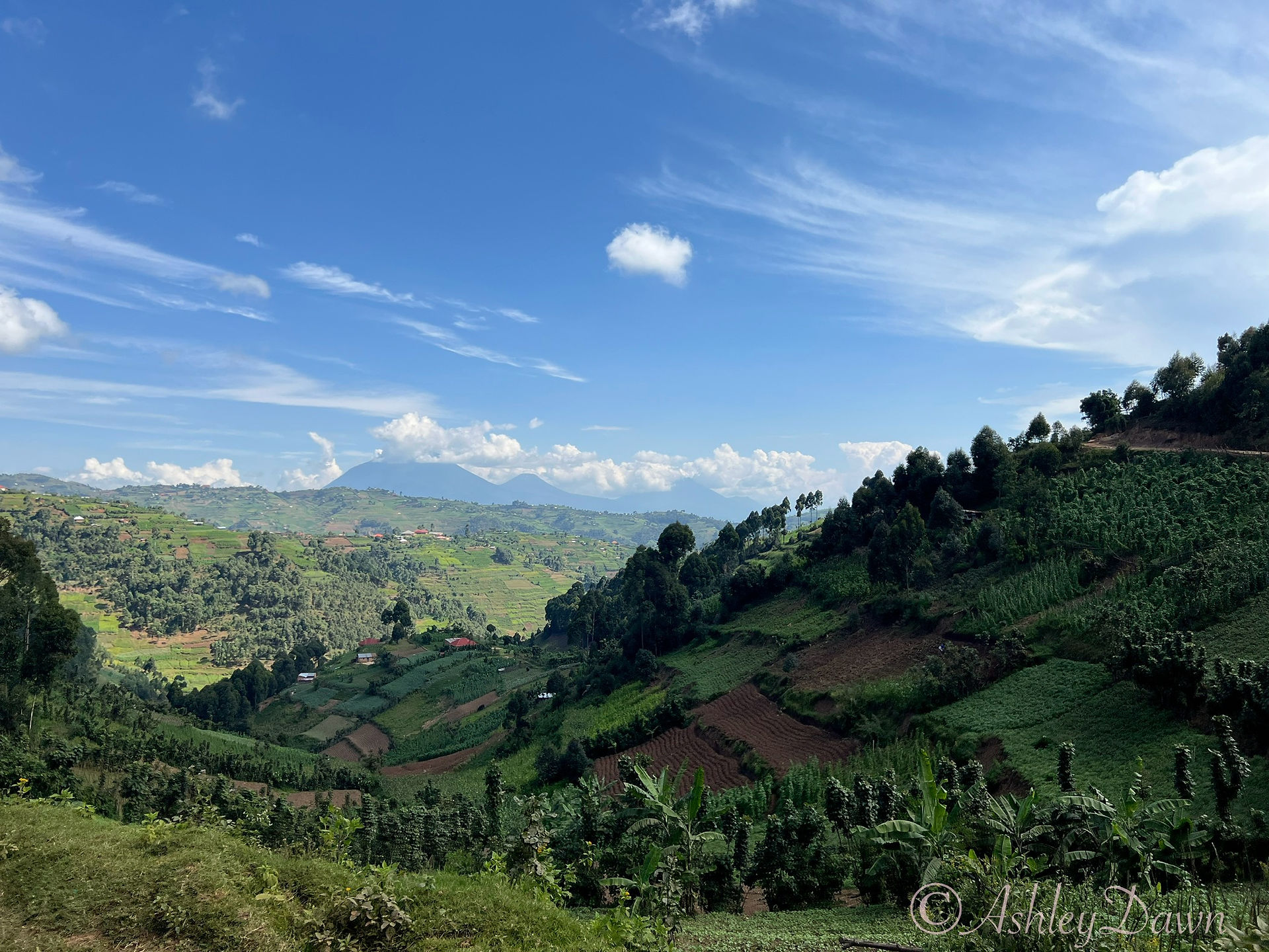 Hillside Farming in Bwindi Impenetrable Forest