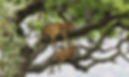 Queen Elizabeth_Tree Climbing Lion