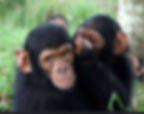 ChimpanzeeYoungDuo