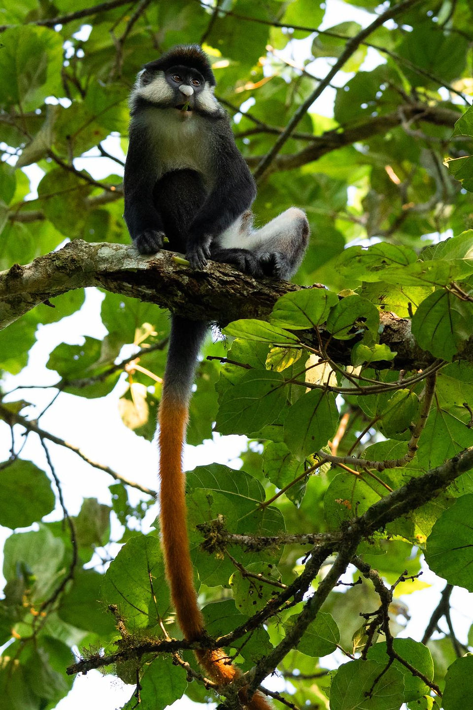 Red-tailed Monkey Chilling