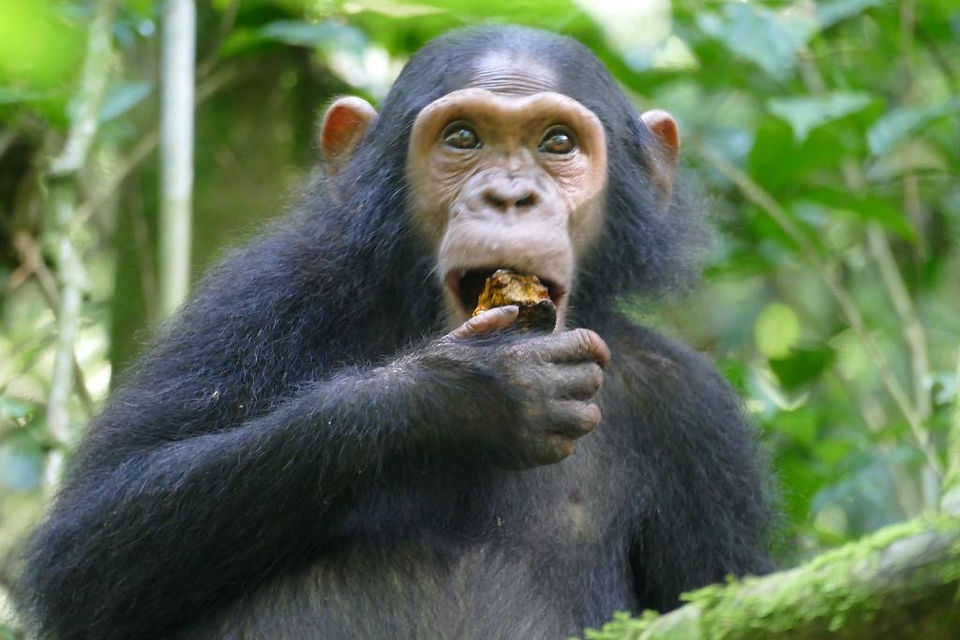 Chimpanzee Eating