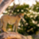 MurchisonFalls_LeopardLookingOut