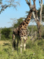 LakeMburo_GiraffeMaleFront