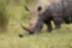 RhinoSanctuary_SideProfile