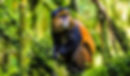 Mgahinga_GoldenMonkey1