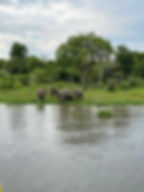 QueenElizabeth_ElephantHerdatWater