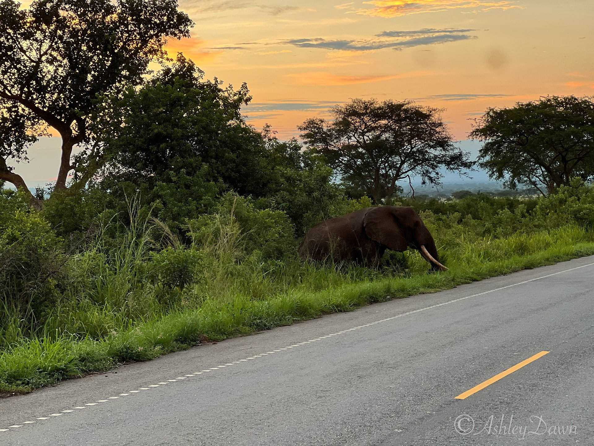 Elephant Crossing the Road in Queen Elizabeth National Park