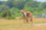 LakeMburo_GiraffesEntangled