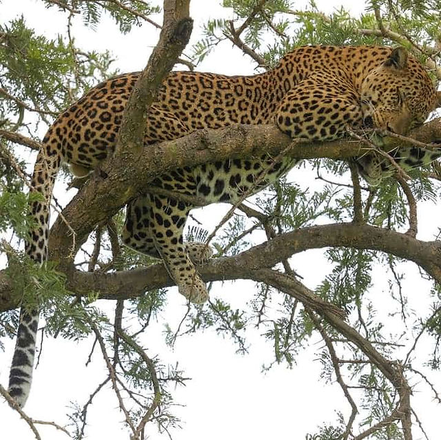 Sleeping Leopard in Tree in Queen Elizabeth National Park