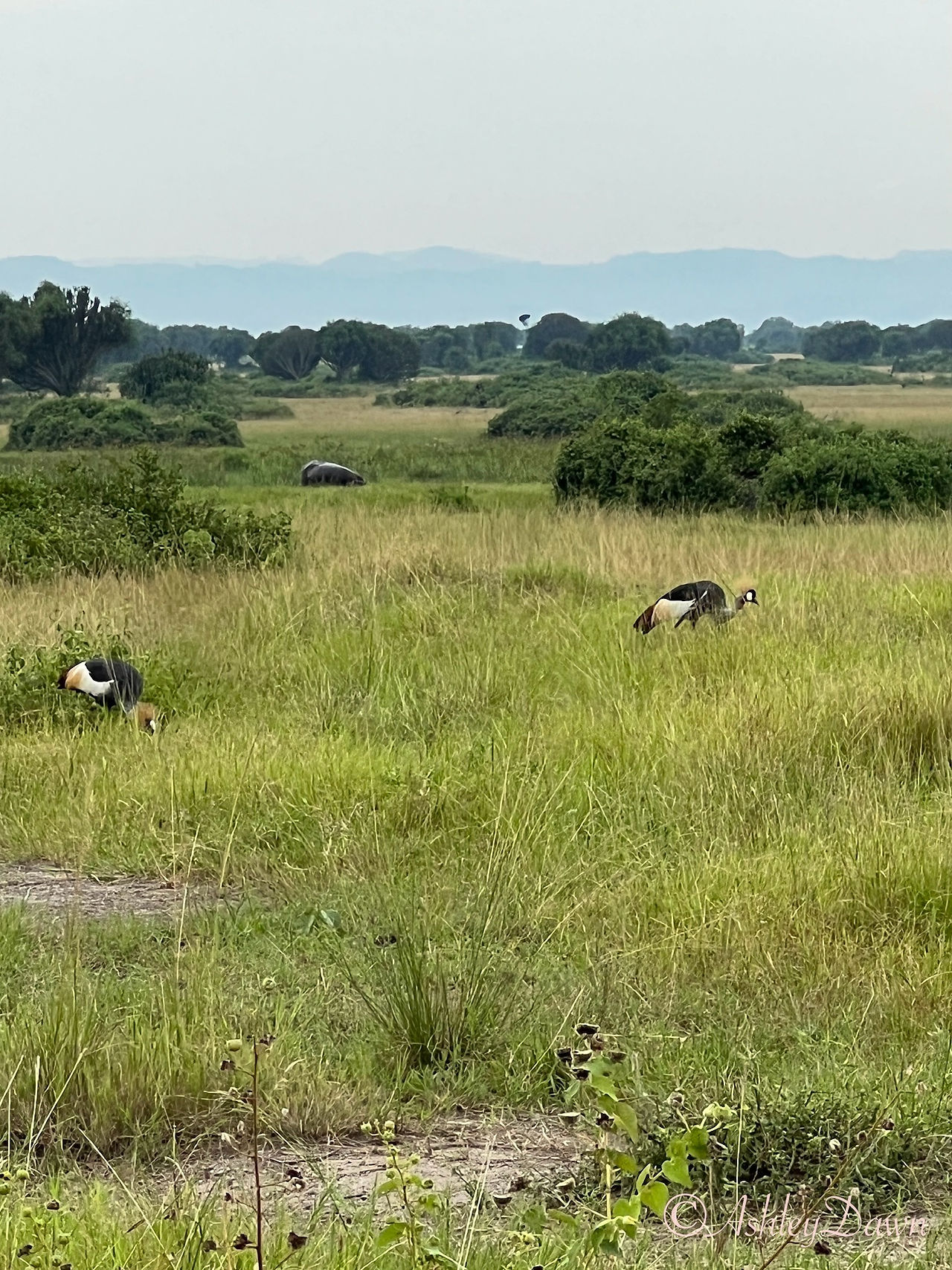 Birds in Queen Elizabeth National Park