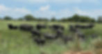 MurchisonFalls_BuffaloHerd
