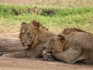 Lions sleeping in Queen Elizabeth National Park