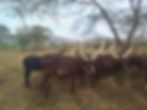 AnkolaCattle