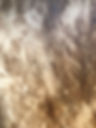 IMG_6926.jpeg