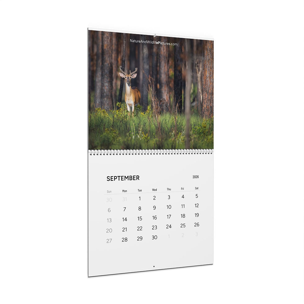 Thumbnail: White-Tailed Deer 2026 Wall Calendar