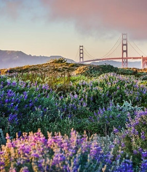 San-Francisco-Spring-Super-Blooms.jpg