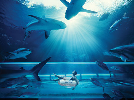 Water Slide Through a Shark Lagoon