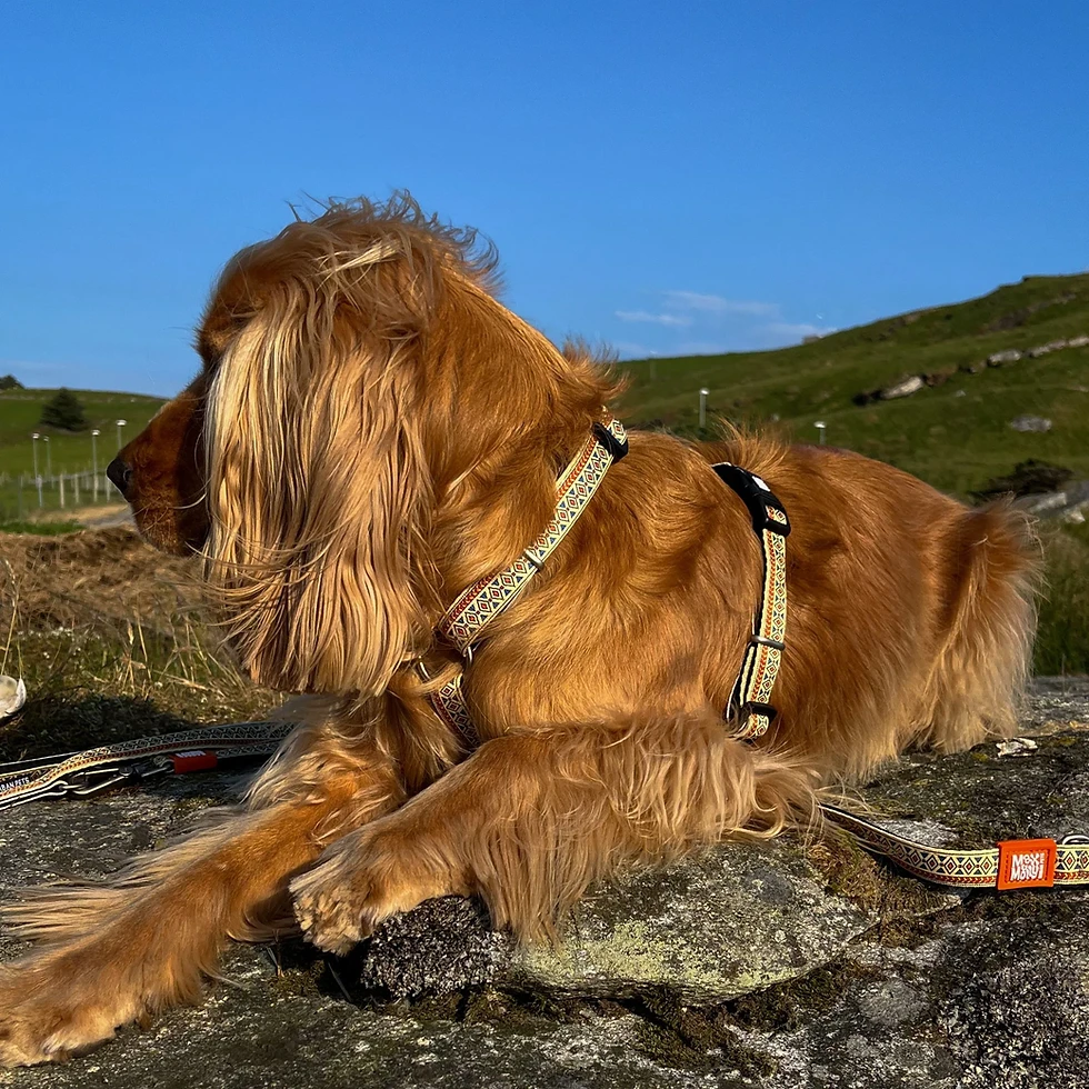Miniatura: Arnés Ethnic -Perro