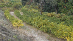 今年の秋も天候不順