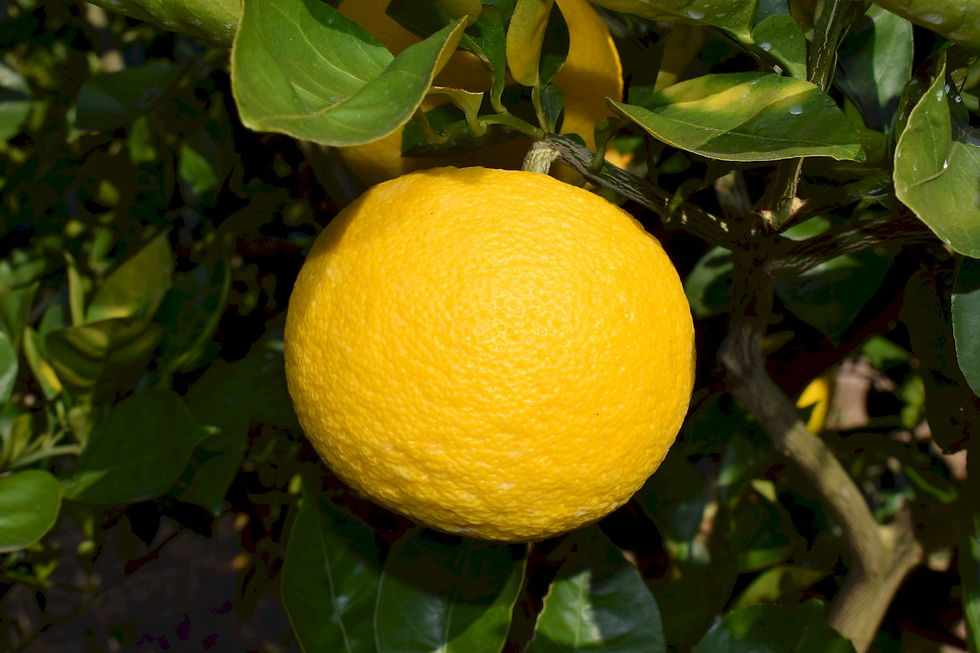 ree