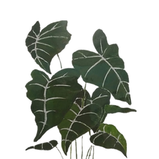 Grafiken_Frau.png