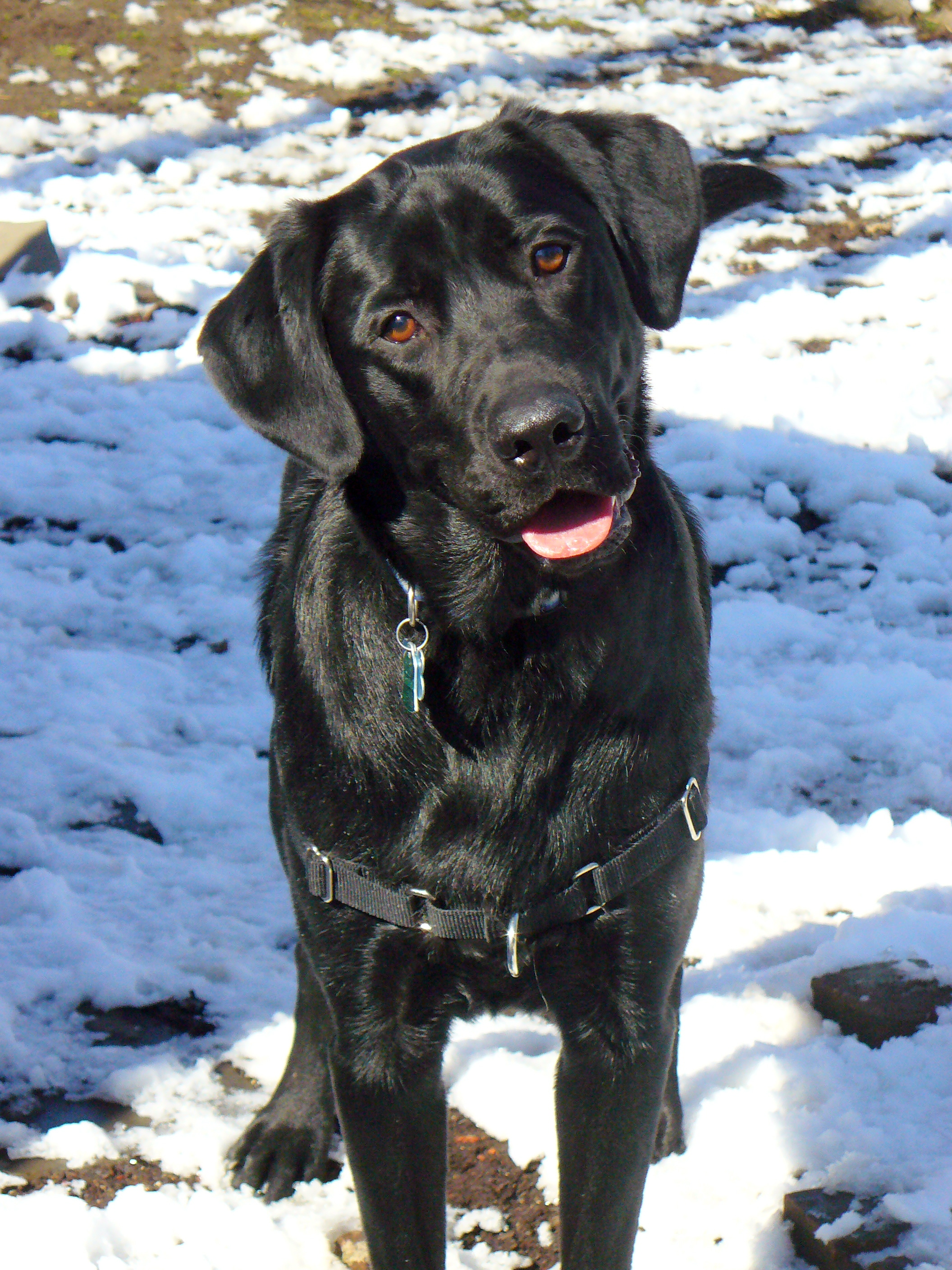 Upward Dog Training Asheville Upward Dog Training Asheville