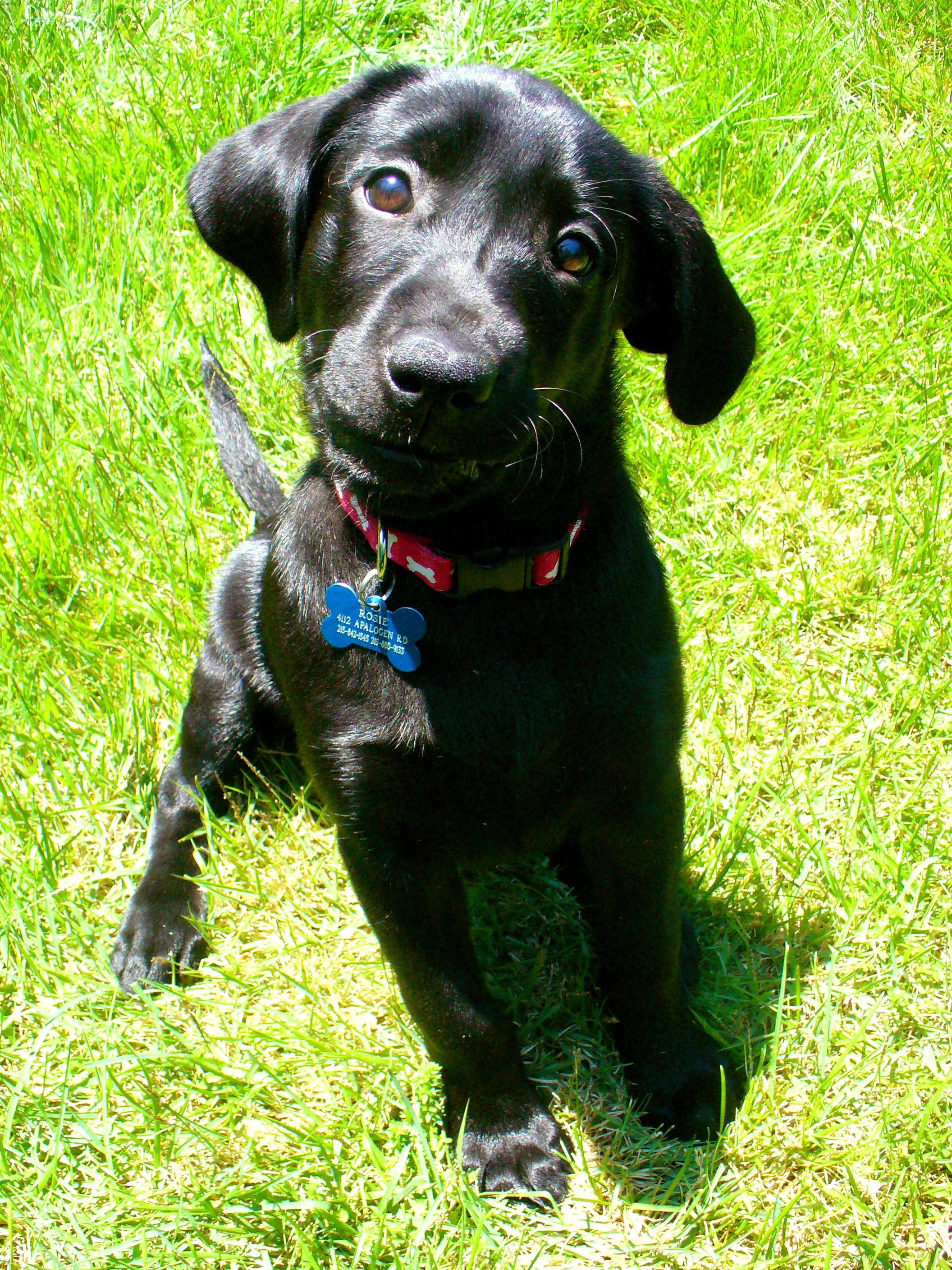 Upward Dog Training Asheville Upward Dog Training Asheville