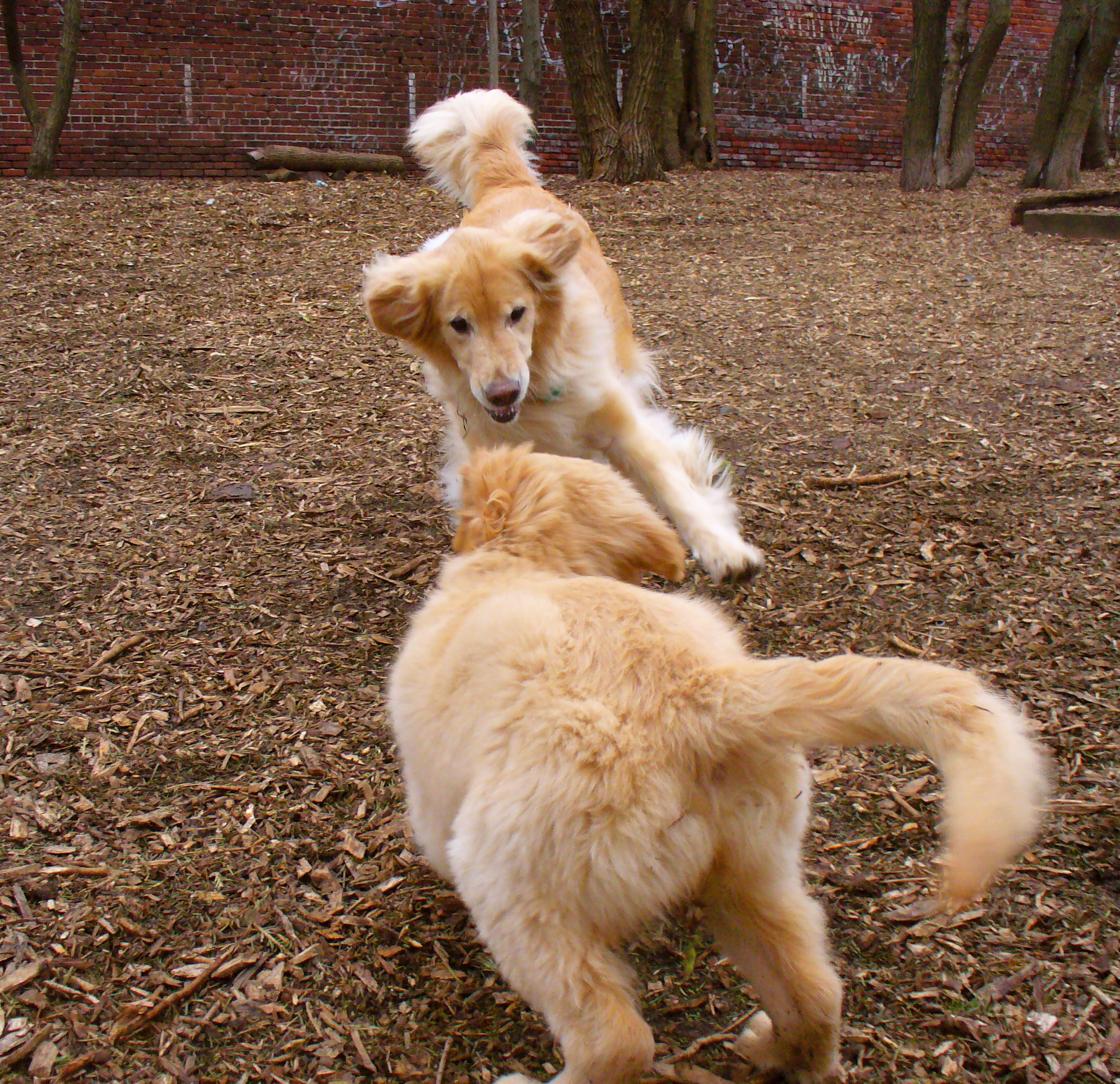Upward Dog Training Asheville Upward Dog Training Asheville