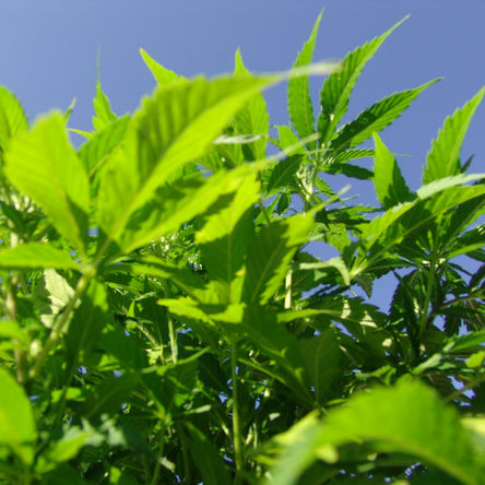 Costa Rica frena la legalización del cannabis medicinal y el cáñamo 