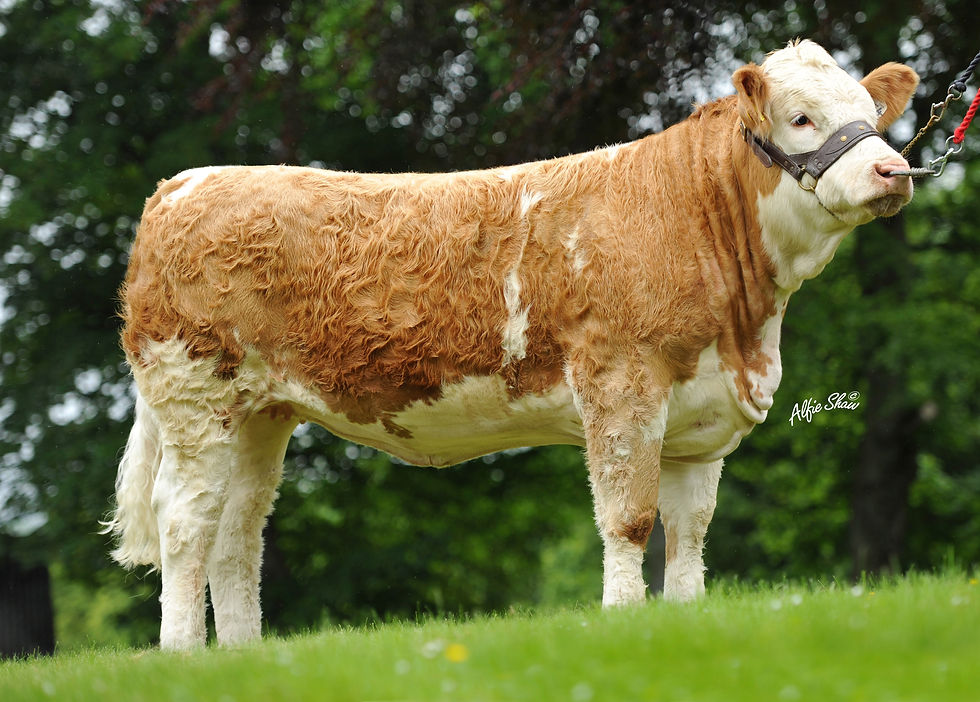 Simmental Females