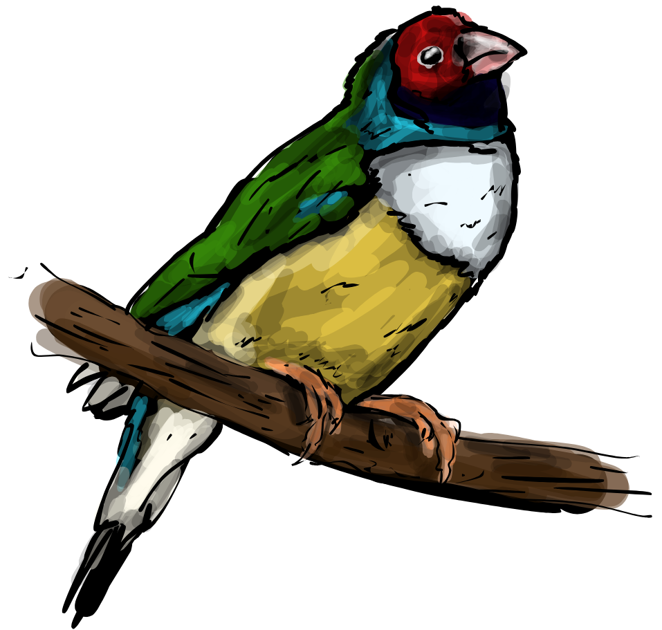 Diamante de Gould.png