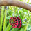 Miniature : Boucles d'Oreilles "Roue Libre"