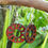 Miniature : Boucles d'Oreilles "Roue Libre"