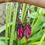 Miniature : Boucles d'Oreilles "Plume"