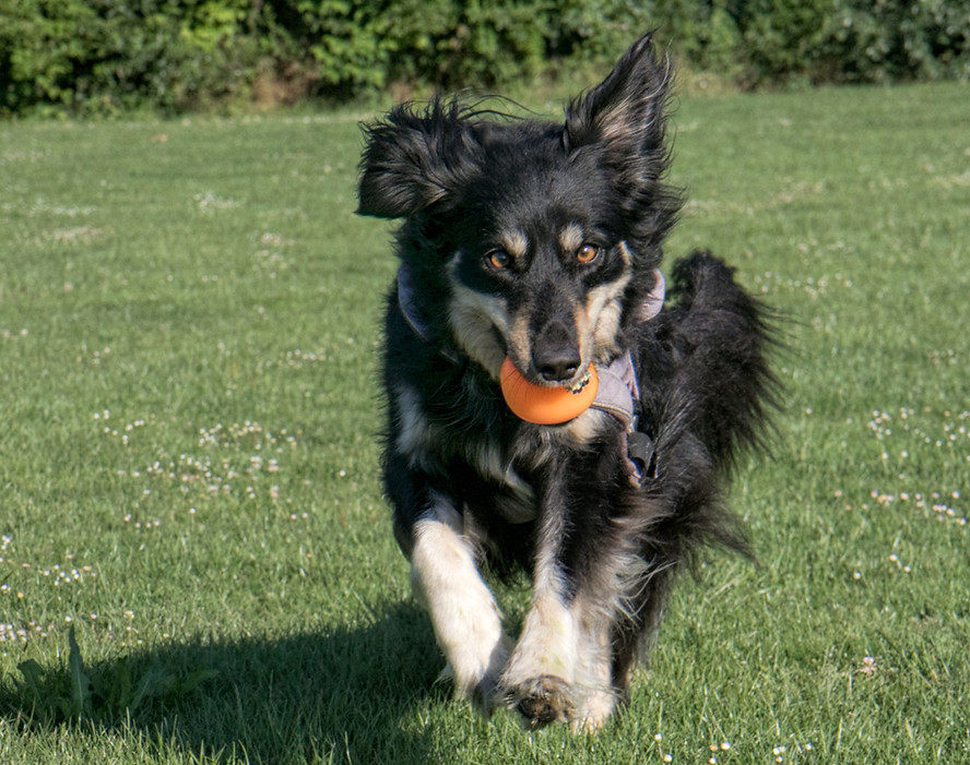 Tippi_running.jpg