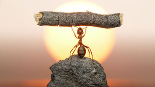 The Invisible Line: What the Ant Taught Me About Fear and Freedom