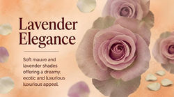 Lavender Elegance