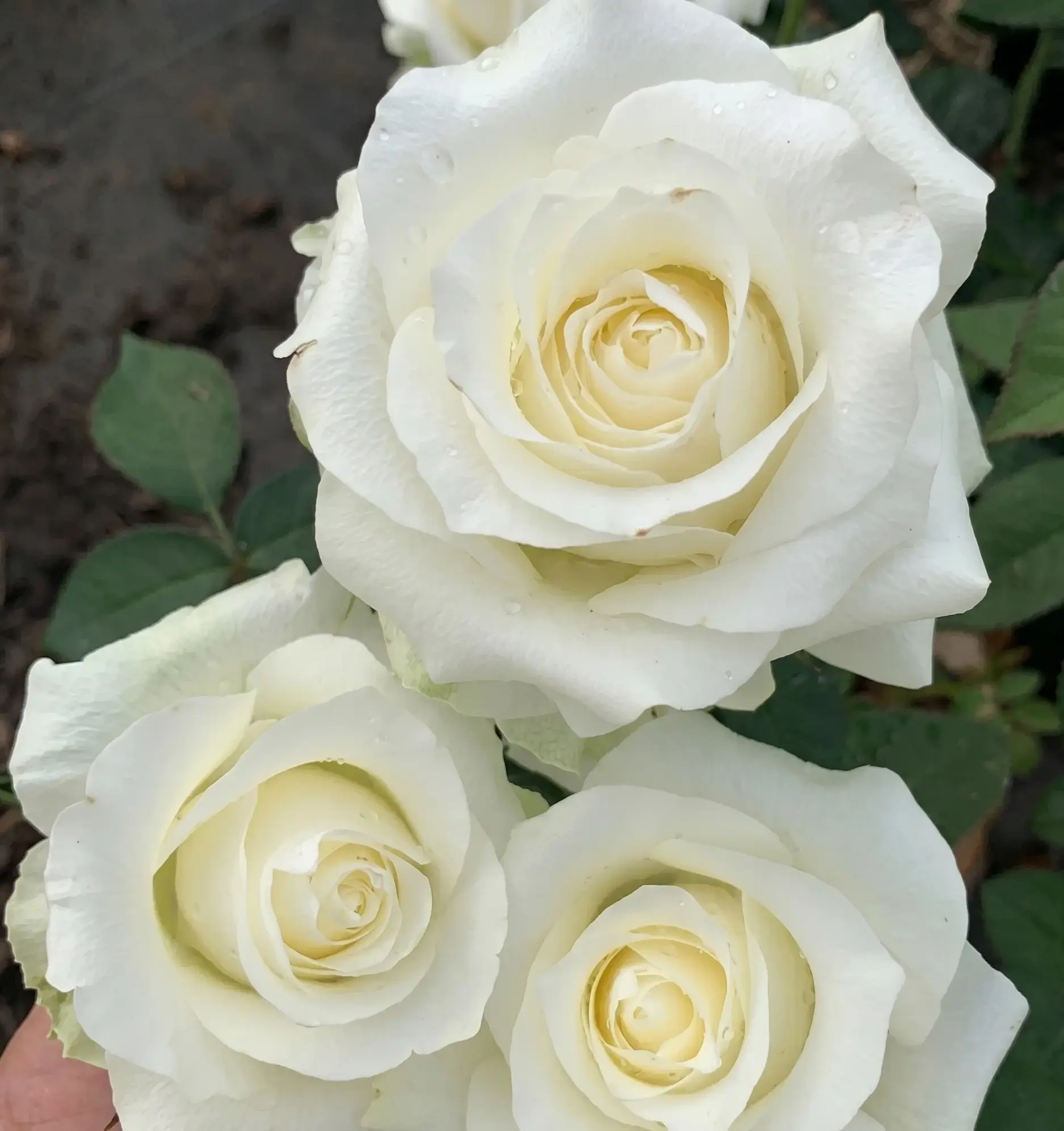 White Chocolate